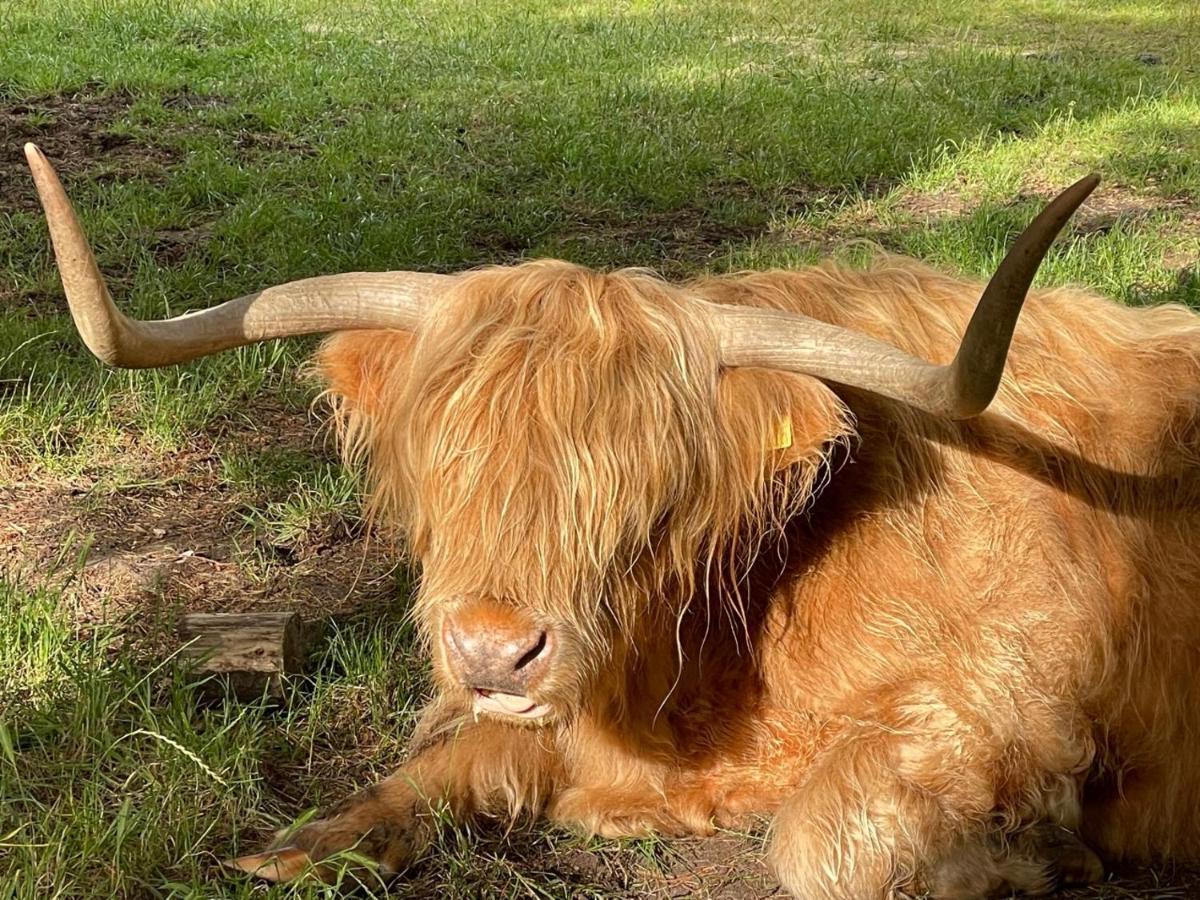 The Bearded Goat Den - A Rural Retreat At This Modern Holiday Cottage سانت ليناردس المظهر الخارجي الصورة